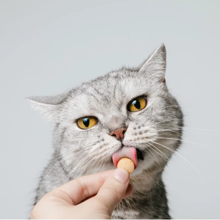 Lorem ipsum dolor sił amet consectetur dignissim duis tellus dignissim lobortis - klon - klon
