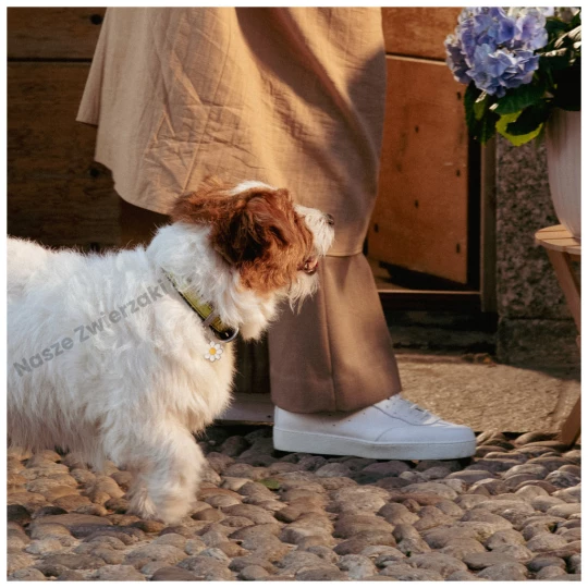 Adresówka Charms stokrotka duża - adresówka dla psa