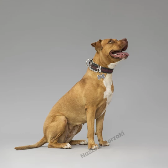 Adresówka Bronx kostka duża XL Bronx futuristic - adresówka dla psa