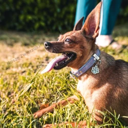 Adresówka Shine łapka szara błyszcząca - brokatowa adresówka dla psa